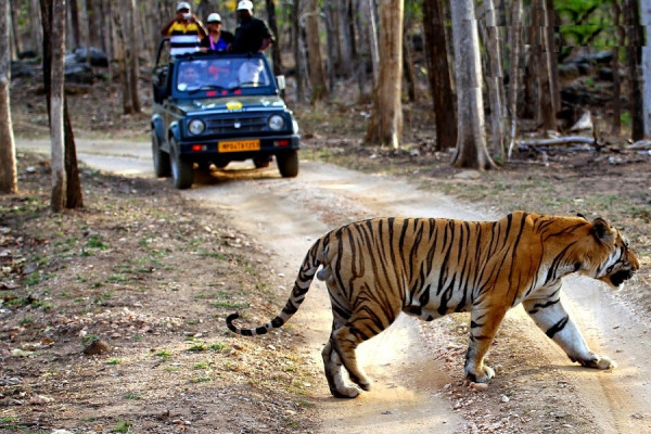 Experience Wildlife of Madhya Pradesh- 04N/ 05D