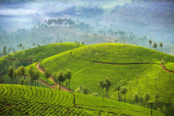 The Green Corridor  Kerala - 5 Days / 4 Nights